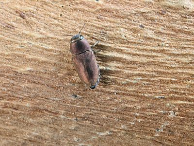 Anilara obscura, PL3178B, female, on Eucalyptus microcarpa, SL